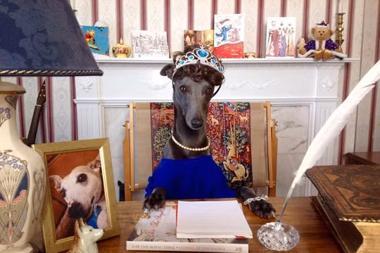 Bài phát biểu của Nữ hoàng : Rupert xúng xính trong trang phục đẹp, đầu đội vương miện, đeo dây chuyền ngọc trai ngồi trước bàn làm việc.