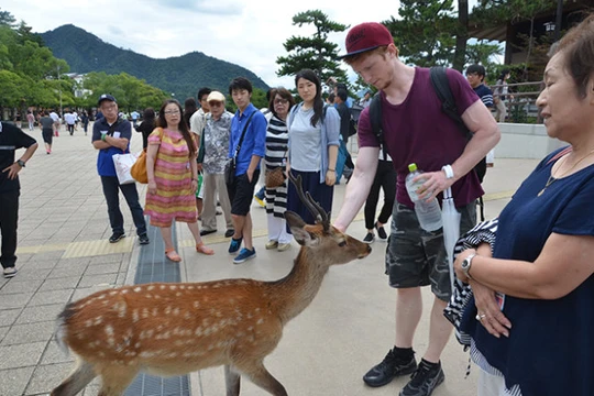 Hươu trên đảo Miyajima rất thân thiện với du khách
