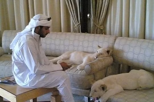 Nuôi sư tử làm thú cưng là trào lưu của giới thượng lưu Dubai