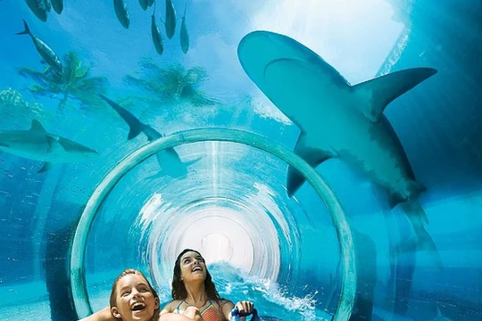 Một góc bể bơi The Tank, khách sạn Golden Nugget, Las Vegas