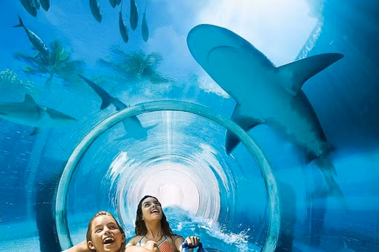 Một góc bể bơi The Tank, khách sạn Golden Nugget, Las Vegas