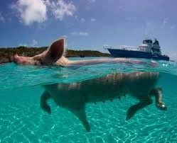 Pig Beach là địa điểm du lịch nổi tiếng thế giới, nơi du khách có thể ngắm nhìn những chú lợn bơi lội thường xuyên