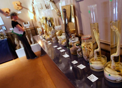 Một góc bảo tàng 'của quý' ở Iceland 