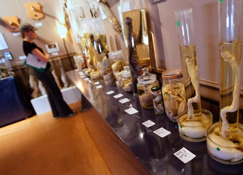 Một góc bảo tàng 'của quý' ở Iceland 