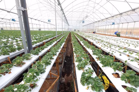 Gói tín dụng 100.000 tỷ đồng cho nông nghiệp công nghệ cao sẽ khác gói tín dụng 30.000 tỷ đồng ưu đãi cho vay mua nhà ở.