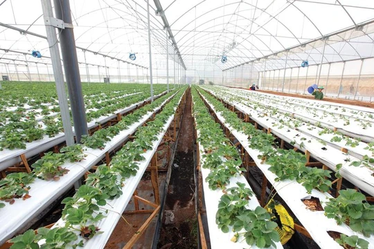 Gói tín dụng 100.000 tỷ đồng cho nông nghiệp công nghệ cao sẽ khác gói tín dụng 30.000 tỷ đồng ưu đãi cho vay mua nhà ở.