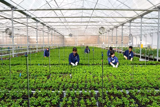 Để triển khai gói tín dụng 100.000 tỷ đồng cho NNCNC cần sự vào cuộc quyết liệt của các bộ, ban, ngành liên quan