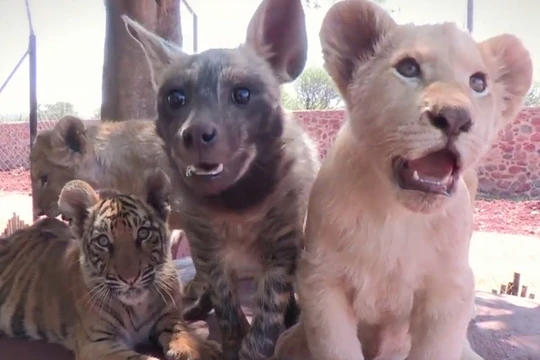 Tình bạn kỳ thú của những động vật khác loài