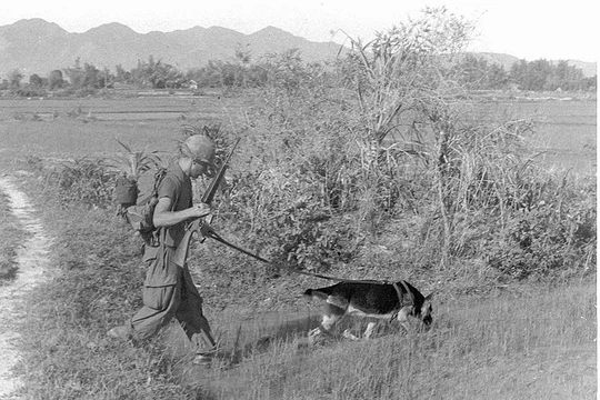 Lính Mỹ đi càn cũng với chó nghiệp vụ ở Miền Nam Việt Nam