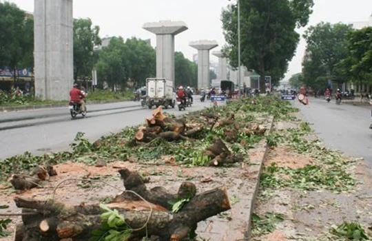 Chủ trương chặt hạ, thay thế 6.700 cây xanh trên địa bàn thành phố Hà Nội đang nhận được rất nhiều ý kiến từ phía người dân và dư luận. 