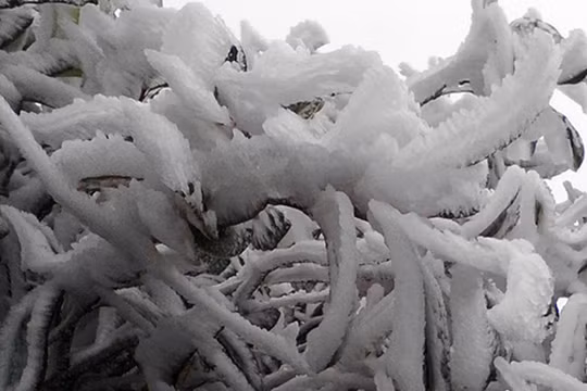 Băng tuyết Sa Pa 18.12