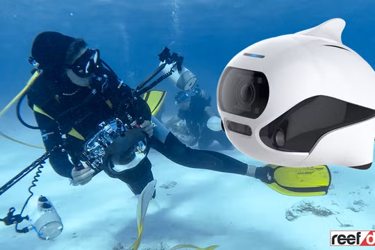 Biki robot Trung Quốc