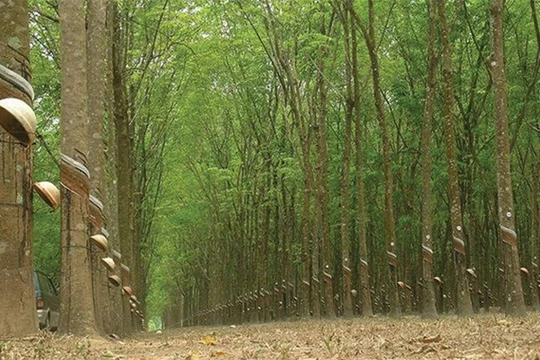 Bầu Đức sắp niêm yết công ty nông nghiệp