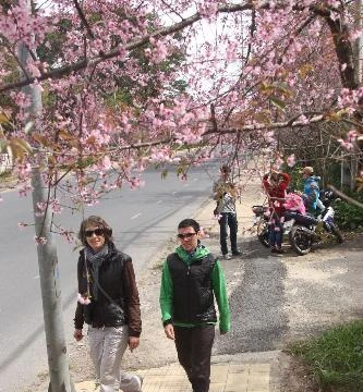 Khách nước ngoài tham quan vườn hoa anh đào trên đường Trần Hưng Đạo ở Đà Lạt. Ảnh: TTXVN