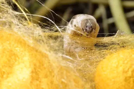 Tơ tằm. Ảnh minh họa New Scientist