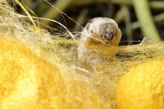 Tơ tằm. Ảnh minh họa New Scientist