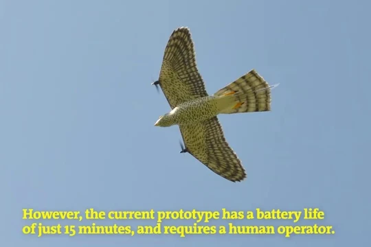Chim ưng RobotFalcon bay xua đuổi bầy chim. ẢnhVideo New Scientist.