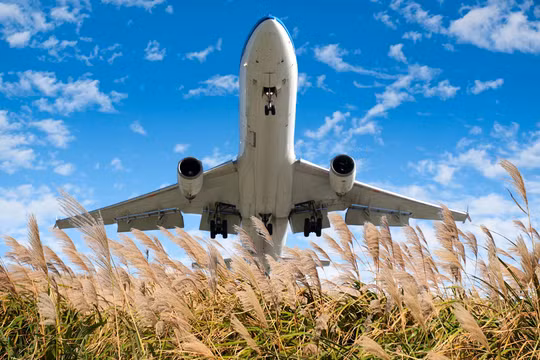 Sản xuất nhiên liệu sinh học từ cỏ miscanthus thay thế nhiên liệu cho hàng không dân dụng. Ảnh Scitech Daily.