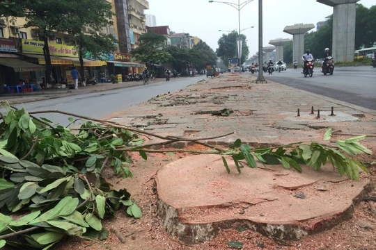 Một gốc cây xà cừ đường kính lớn bị chặt trên đường Nguyễn Trãi (Q.Thanh Xuân, Hà Nội). Theo đơn giá của UBND TP Hà Nội, đã phải chi gần 36 triệu đồng để chặt hạ và đào gốc cây này đi - Ảnh: Lâm Hoài