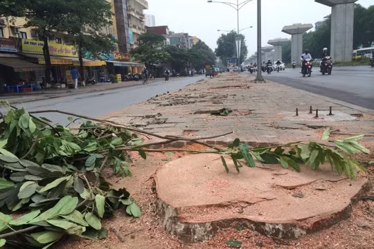 Một gốc cây xà cừ đường kính lớn bị chặt trên đường Nguyễn Trãi (Q.Thanh Xuân, Hà Nội). Theo đơn giá của UBND TP Hà Nội, đã phải chi gần 36 triệu đồng để chặt hạ và đào gốc cây này đi - Ảnh: Lâm Hoài