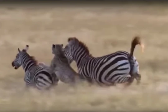 Báo châu Phi tấn công ngựa vằn - ảnh minh họa video