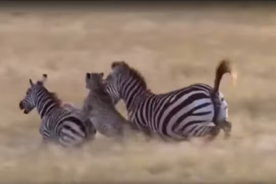 Báo châu Phi tấn công ngựa vằn - ảnh minh họa video