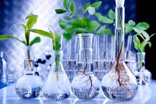 Cây thủy sinh trong phòng thí nghiệm. Ảnh Phòng thí nghiệm Pedmale / CSHL