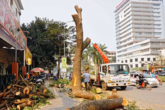 Chủ tịch UBND TP giao chánh thanh tra TP chủ trì thanh tra vụ chặt cây xanh - Ảnh: V.D