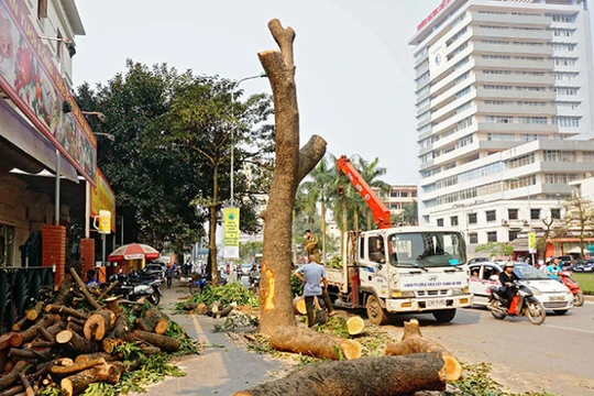 Chủ tịch UBND TP giao chánh thanh tra TP chủ trì thanh tra vụ chặt cây xanh - Ảnh: V.D