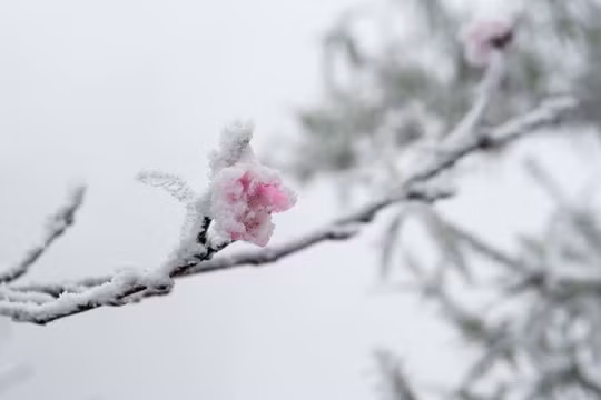 Miền Bắc có hơn 20 địa điểm xuất hiện băng tuyết 