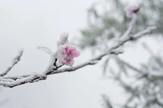 Miền Bắc có hơn 20 địa điểm xuất hiện băng tuyết 