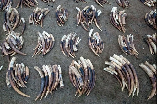 UEA thu giữ hơn 300 kg ngà voi trên đường về Việt Nam