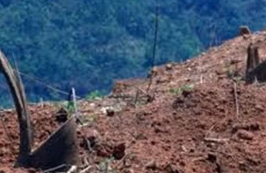 Cao su Tây Bắc: Điều trái khoáy khi học theo Trung Quốc