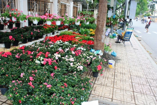 Đường phố Nha Trang tràn ngập không khí Tết. Ảnh Địa điểm ăn uống Nha Trang