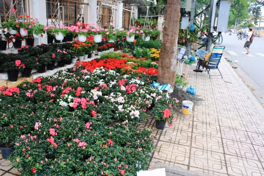 Đường phố Nha Trang tràn ngập không khí Tết. Ảnh Địa điểm ăn uống Nha Trang