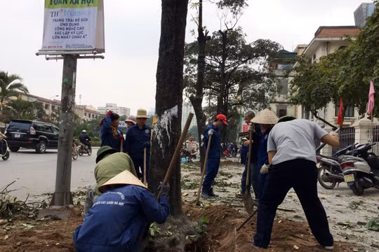 Cây xanh bị chặt hạ trên đường phố Hà Nội - Ảnh: TTO