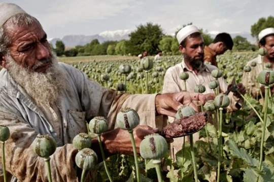 Video: Afganhistan – thị trường và chiến tranh thuốc phiện