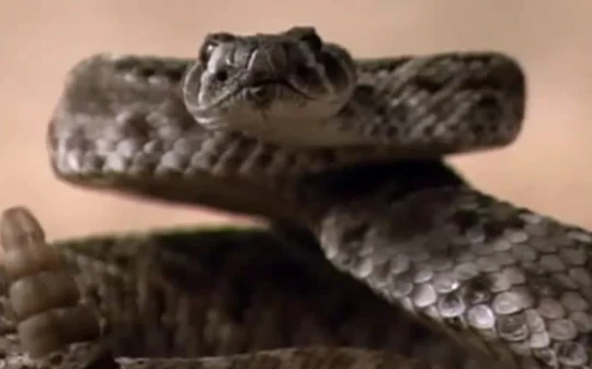 Cuộc chiến chim cu - Mãng xà. Ai thắng?