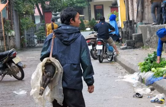 VEPR cho rằng, trước sức ép cạnh tranh từ TPP, AEC, Việt Nam nên ưu tiên các sản phẩm mang tính đặc sản như gà đồi, lợn mán, lợn cắp nách.... Ảnh:TL