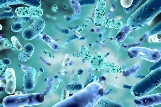 Hợp chất tự nhiên hydroquinine có hoạt tính tiêu diệt cả các loại vi khuẩn kháng thuốc. Ảnh Heathworld.