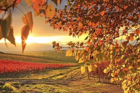 Tuyệt diệu cảnh sắc nước Mỹ mùa thu