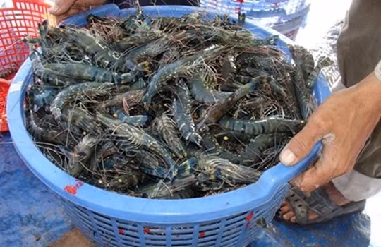 Bán tôm kèm… đinh ốc: Xuất khẩu nhận “quả đắng”?