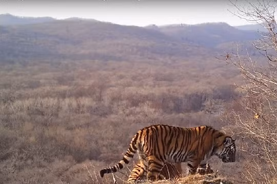 Một chú hổ dạo chơi làm khách chỗ báo hoa Valera - ảnh minh họa video Sputnik