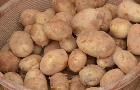 Khoai tây Trung Quốc được “phù phép” thành đặc sản Đà Lạt