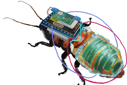  Con gián cyborg. Ảnh SciTechDaily.