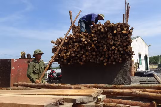 Nhiều xe gỗ được chở đến để các công nhân mang vào chống hầm lò