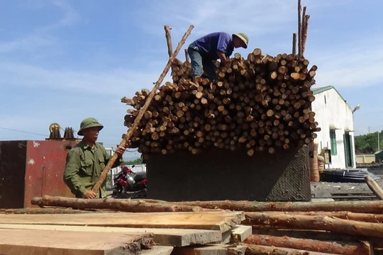 Nhiều xe gỗ được chở đến để các công nhân mang vào chống hầm lò