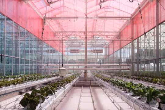 Thử nghiệm sử dụng lớp phim lọc ánh sáng tia cực tím thành ánh sáng đỏ với sự tăng trưởng của thực vật. Ảnh E&T