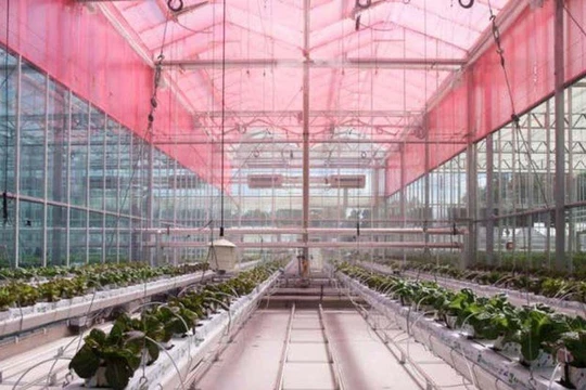Thử nghiệm sử dụng lớp phim lọc ánh sáng tia cực tím thành ánh sáng đỏ với sự tăng trưởng của thực vật. Ảnh E&T