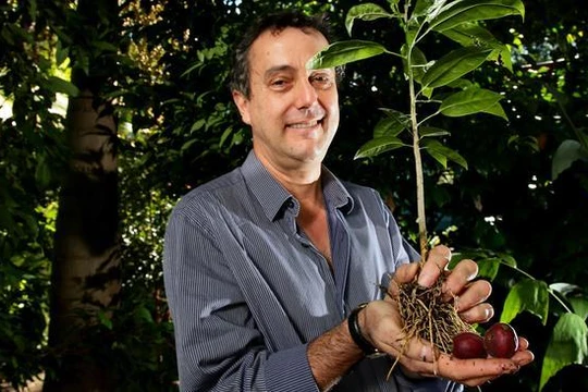 Cây blushwood Queensland. Ảnh Medical Xpress